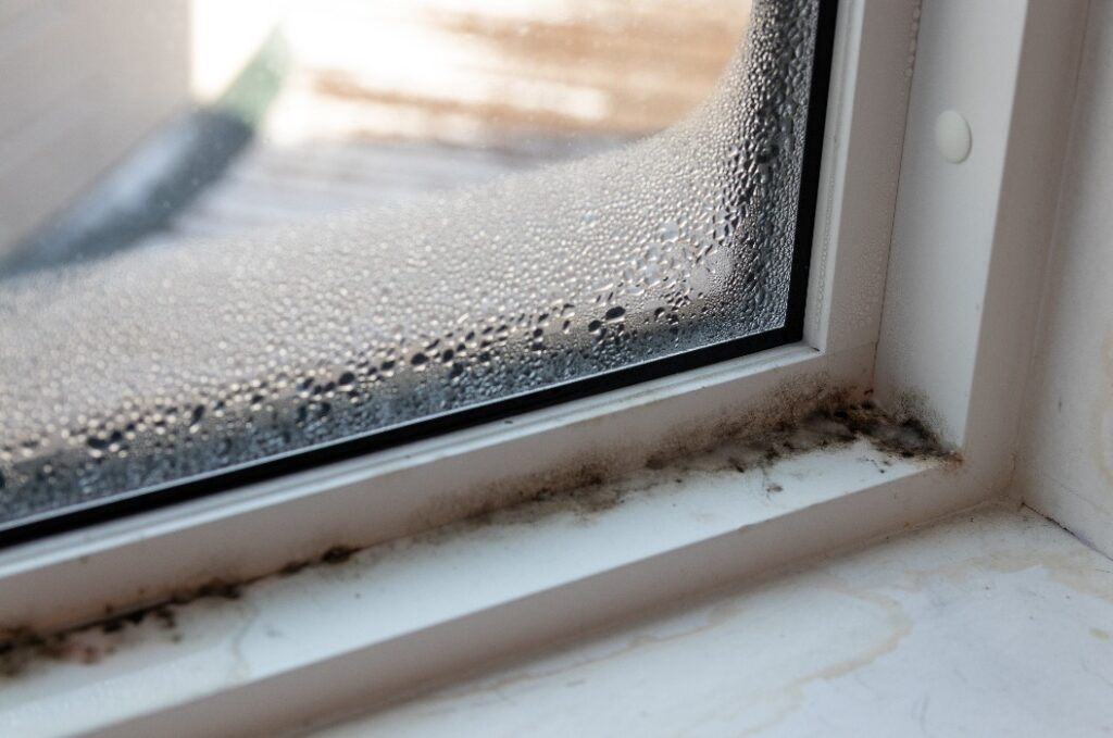 Feuchter Schimmel und Pilze in Fenster und Rahmen